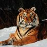 Уссурийский тигр в тайге