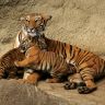 Бенгальская тигрица с тигрятами