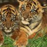 Братья, тигрята